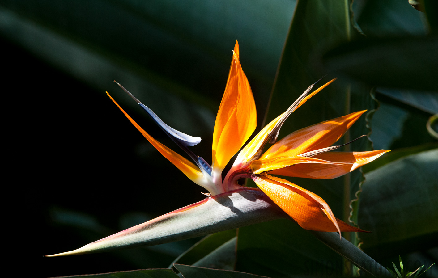 Lowveld National Botanical Garden [320 mm, 1/500 Sek. bei f / 8.0, ISO 1600]